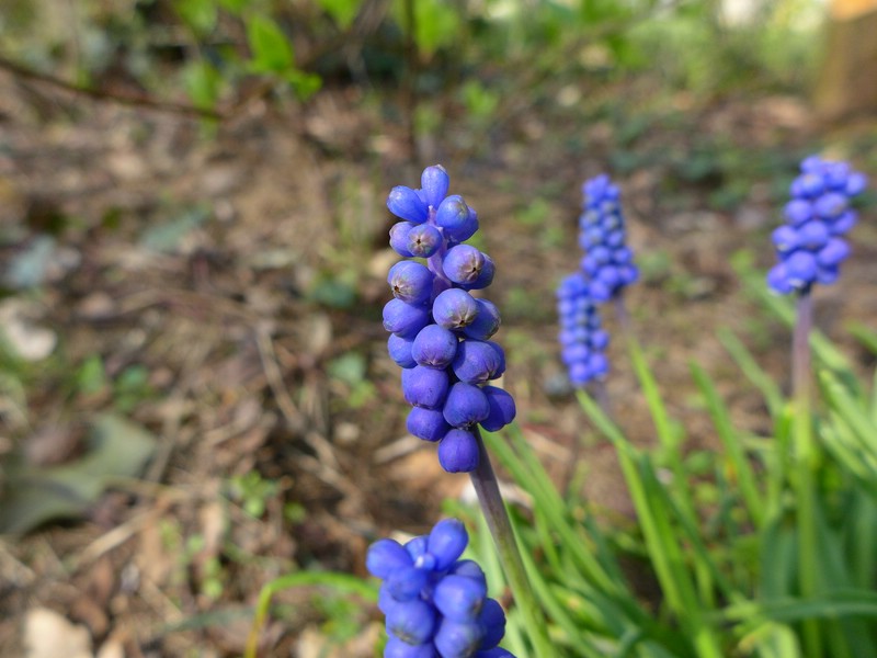 Antherospora hortensis ex Muscari armeniacum