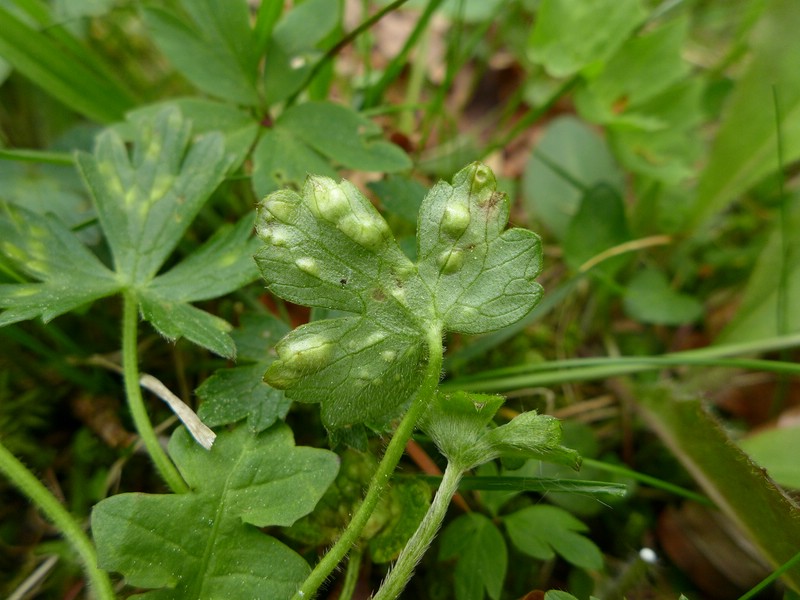 Entyloma_microsporum_Ranunculus_breyninus_JKruse (3)