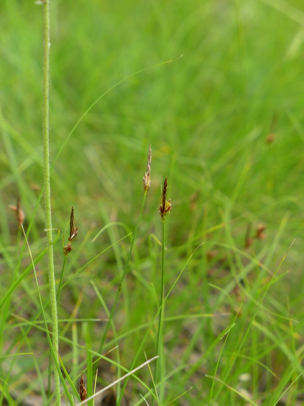 Anthracoidea caryophylleae_Carex supina_JKruse (1)
