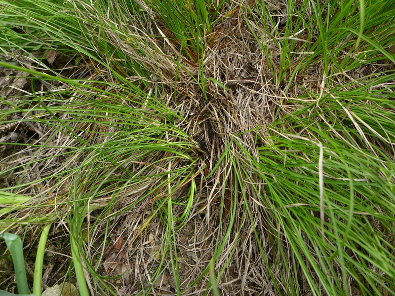 Anthracoidea humilis _Carex humilis_Jkruse (1)