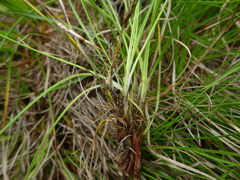 Anthracoidea humilis _Carex humilis_Jkruse (2)