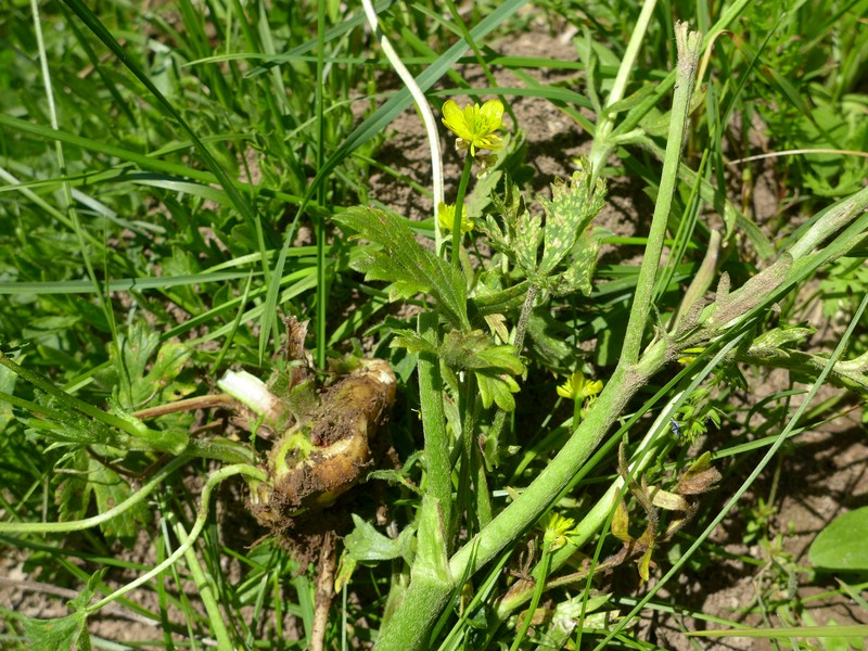 Entyloma ranunculi-repentis_Ranunculus bulbosus_JKruse (1)