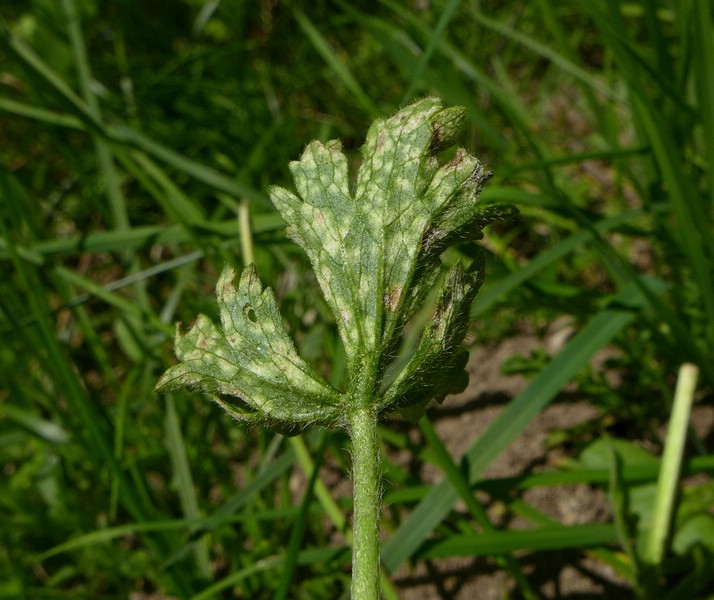 Entyloma ranunculi-repentis_Ranunculus bulbosus_JKruse (3)