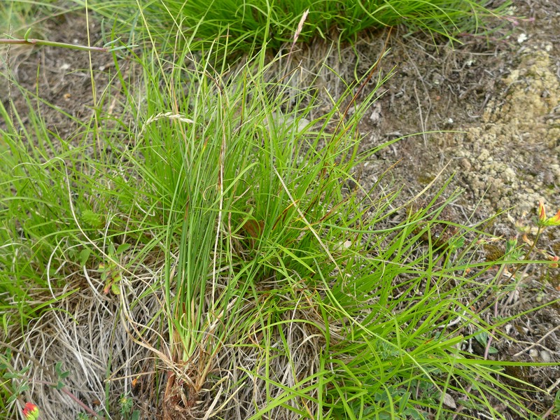 Schizonella cocconii_Carex humilis_Jkruse (1)