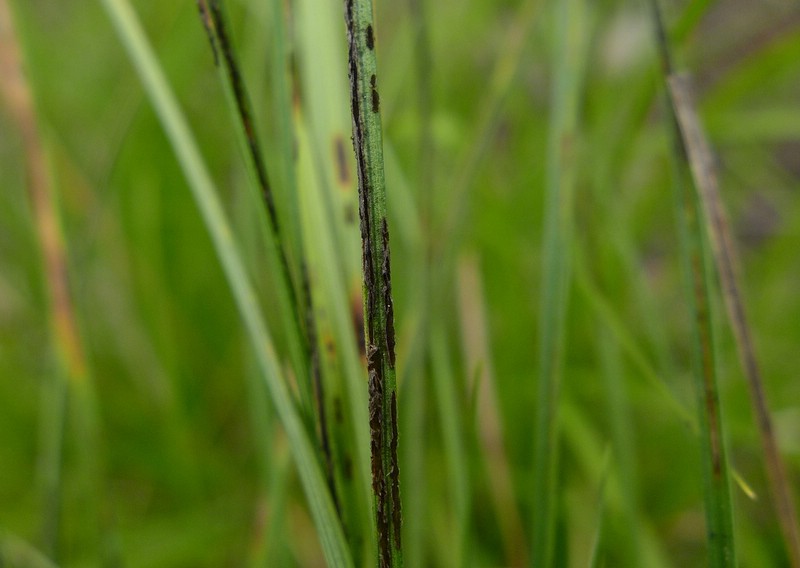 Schizonella cocconii_Carex humilis_Jkruse (2)