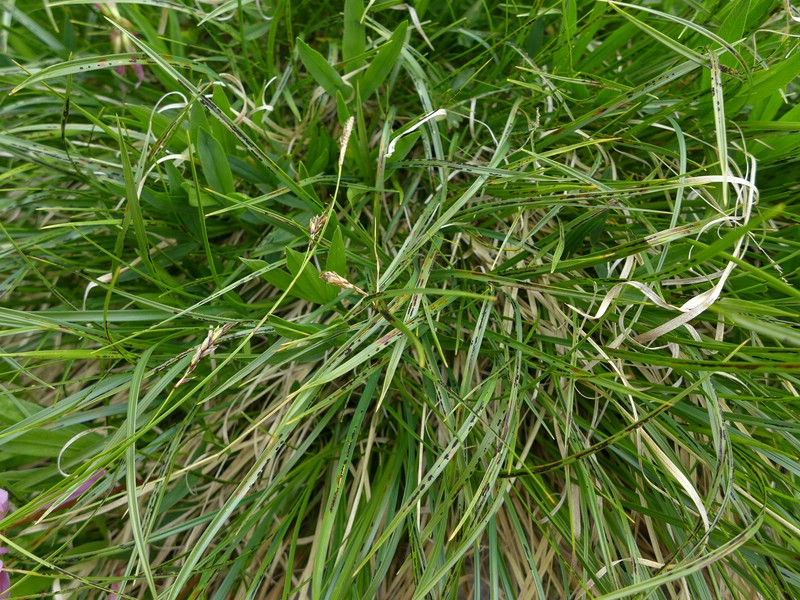 Schizonella melanogramma_Carex sempervirens_JKruse (1)