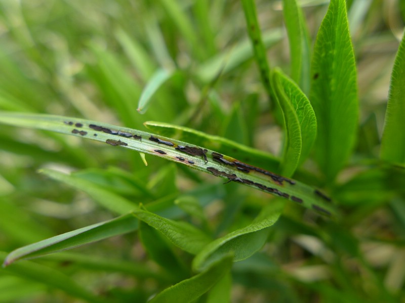 Schizonella melanogramma_Carex sempervirens_JKruse (3)