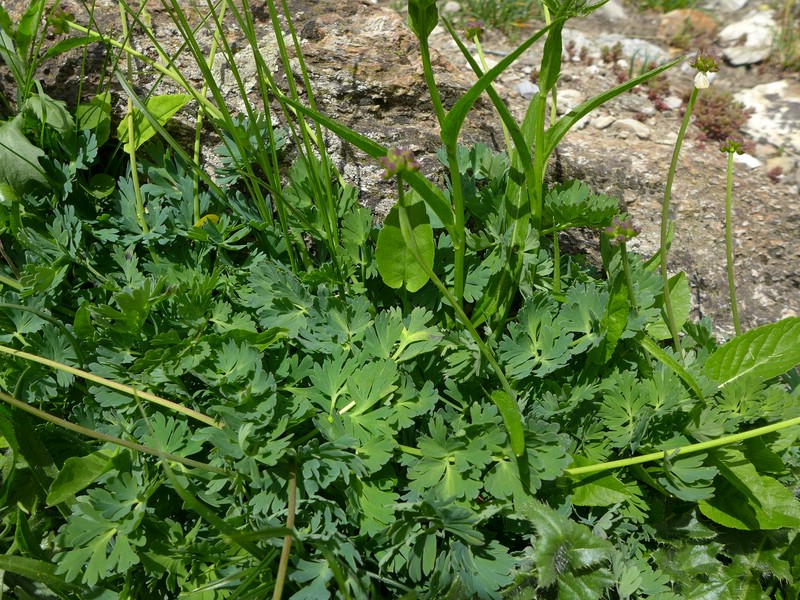 Urocystis callianthemi_Callianthemum corriandrifolium_JKruse (1)
