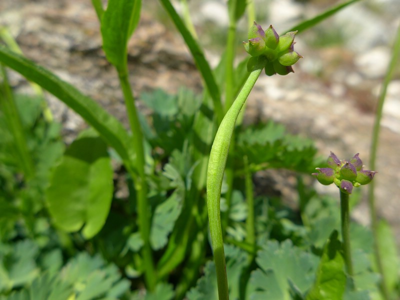 Urocystis callianthemi_Callianthemum corriandrifolium_JKruse (2)