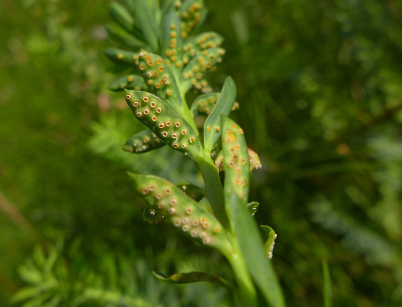 Aecidium euphorbiae_Euphorbia segueriana_JKruse (9)