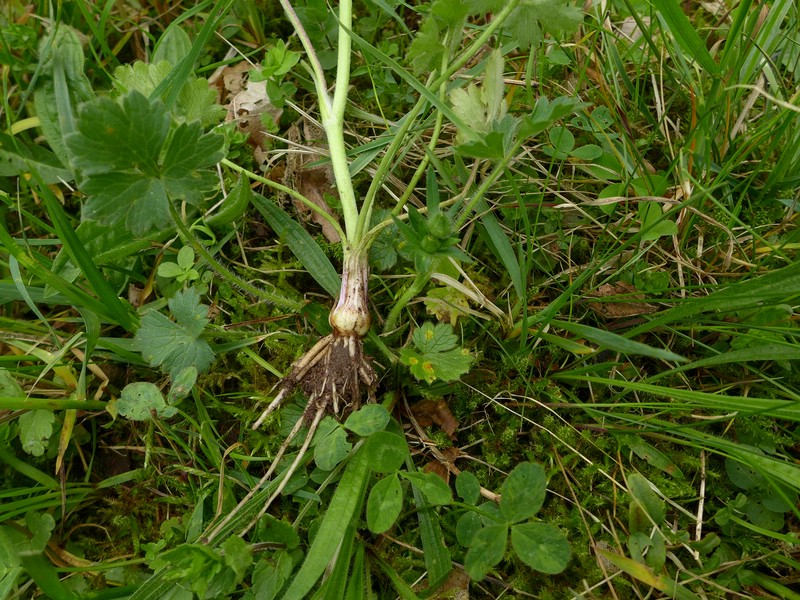 Aecidium ranunculi-acris_Ranunculus bulbosus_JKruse (3)