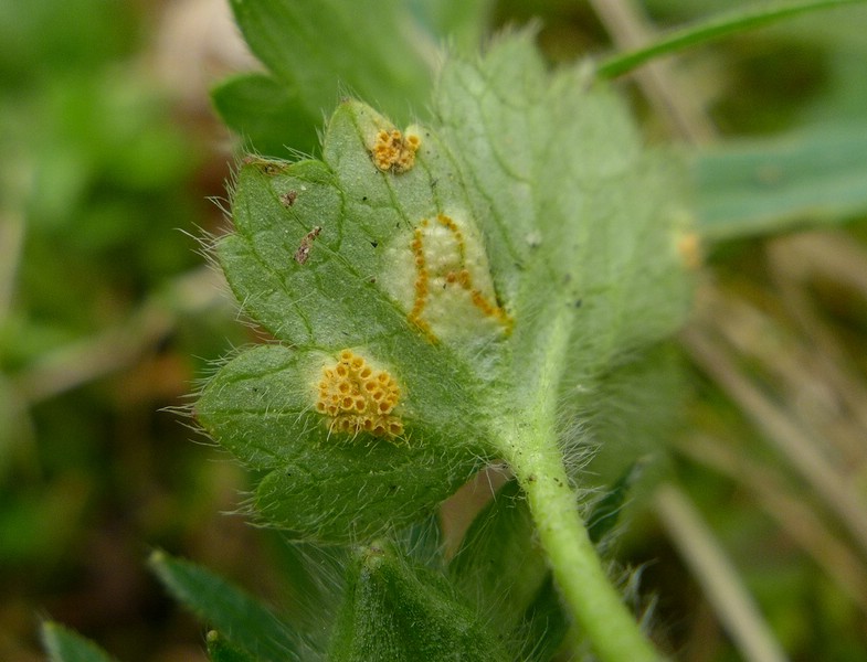Aecidium ranunculi-acris_Ranunculus bulbosus_JKruse (4)