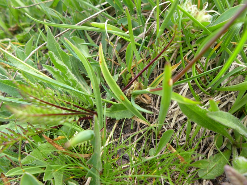 Aecidium ranunculi-acris_Ranunculus pyrenaicus_JKruse (7)