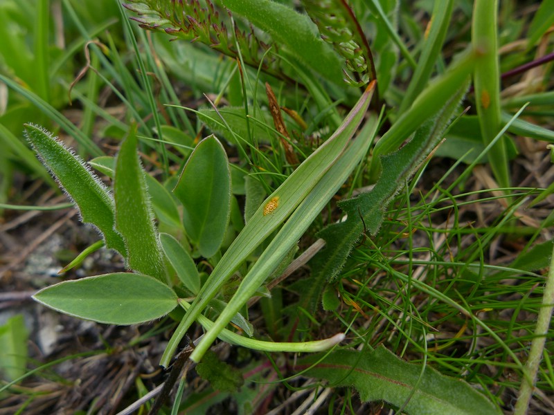Aecidium ranunculi-acris_Ranunculus pyrenaicus_JKruse (8)