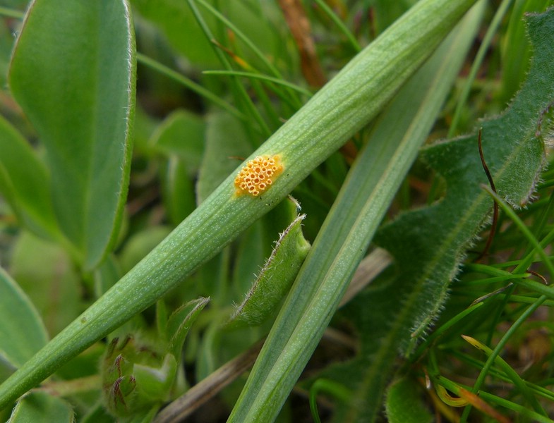 Aecidium ranunculi-acris_Ranunculus pyrenaicus_JKruse (9)