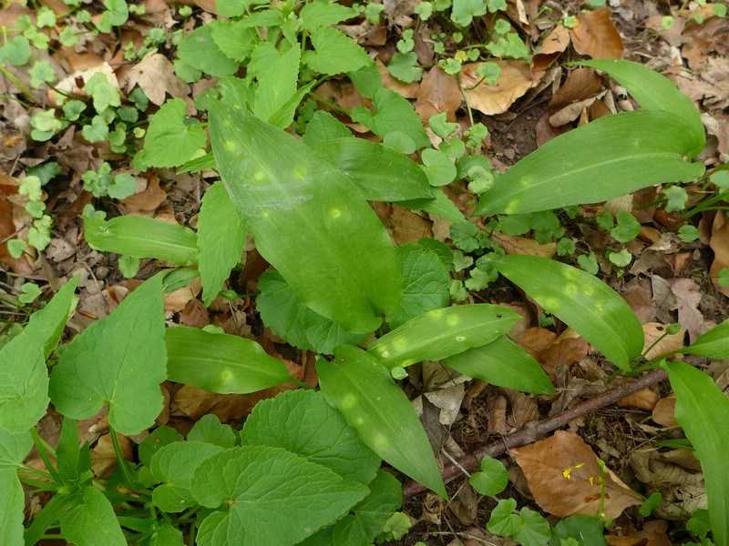 Caeoma allii-ursini_Allium ursinum_JKruse