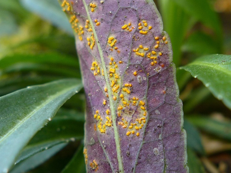 Coleosporium campanulae_Campanula persicifolia_JKruse (4)