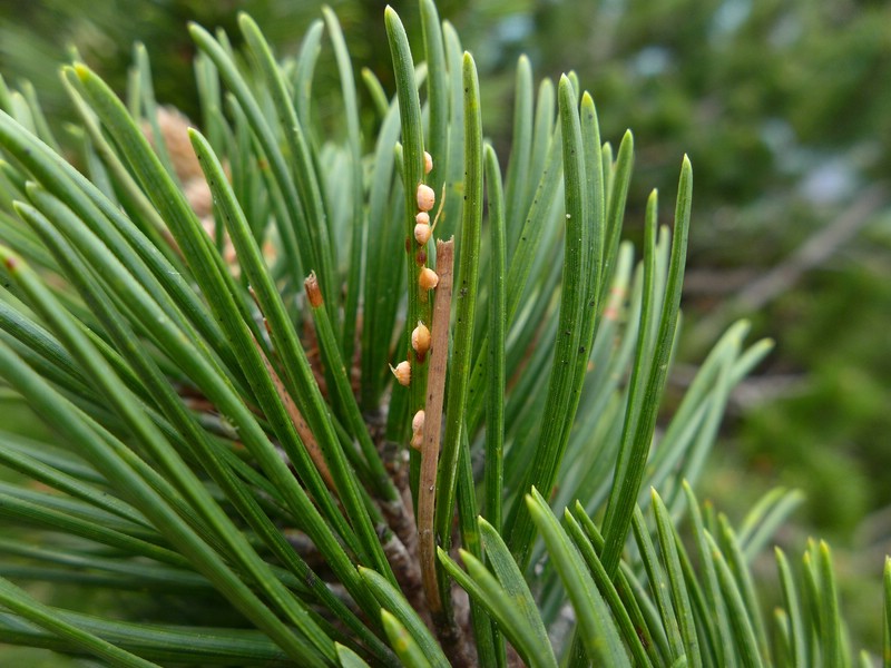 Coleosporium tussilaginis sl_Pinus mugo_JKruse (1)