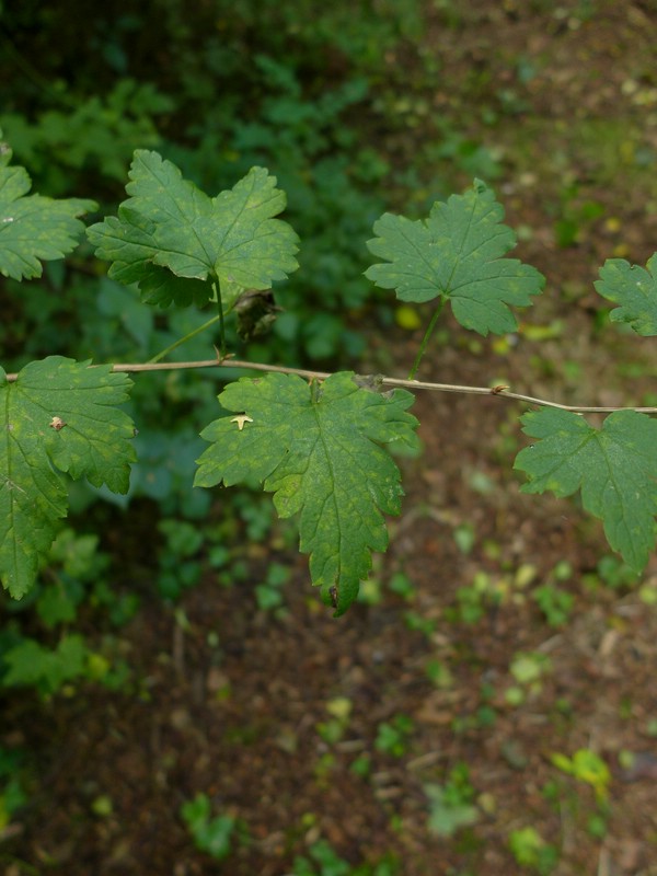 Cronartium ribicola_Ribes uva-crispa_JKrusee