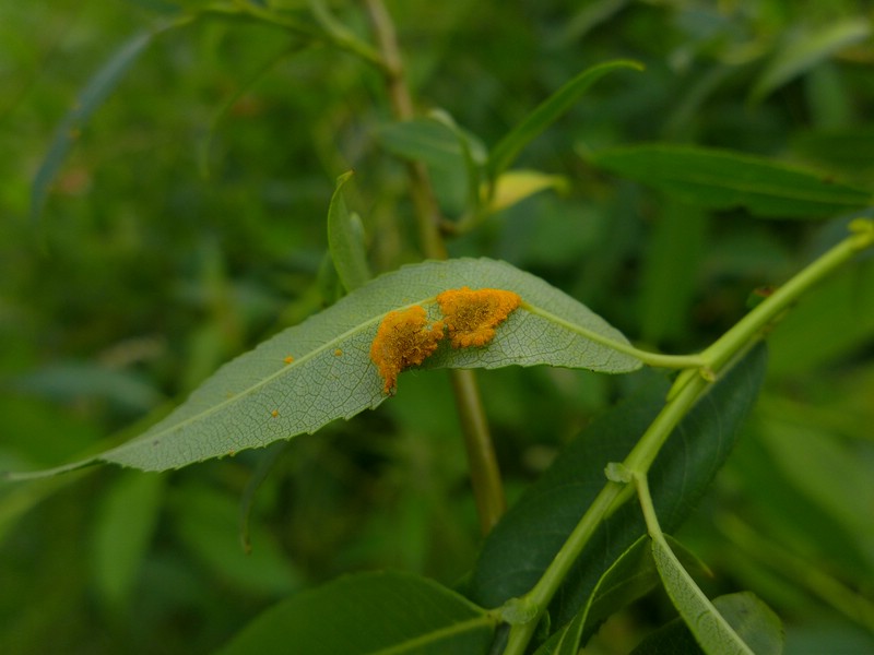 Melampsora amygdalinae_Salix triandra_JKruse (3)