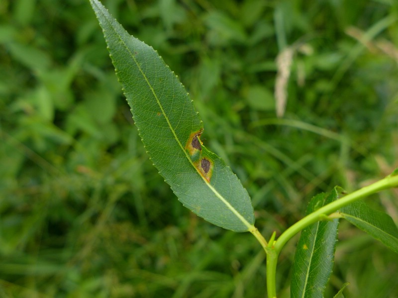 Melampsora amygdalinae_Salix triandra_JKruse (4)