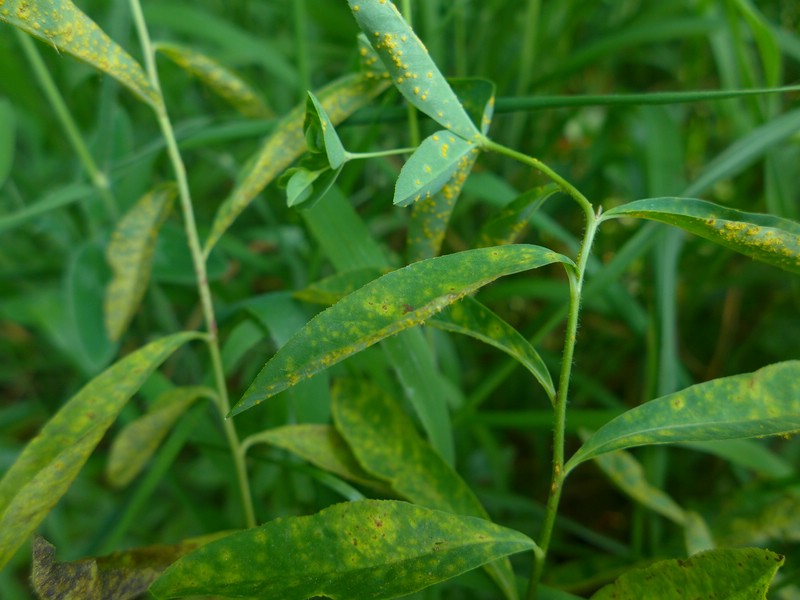 Melampsora euphorbiae-dulcis_Euphorbia dulcis_JKruse (1)