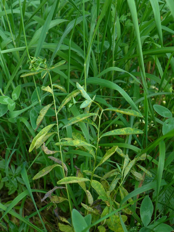 Melampsora euphorbiae-dulcis_Euphorbia dulcis_JKruse