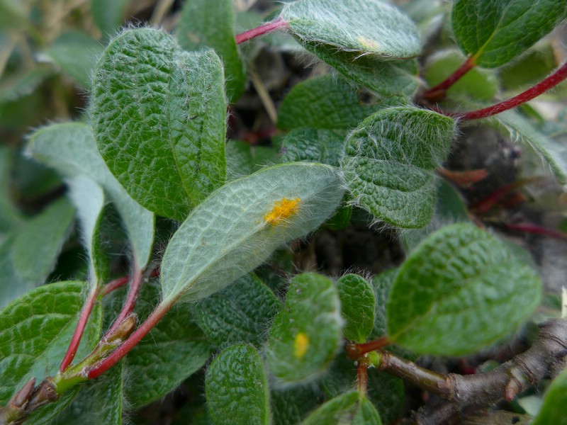 Melampsora reticulatae_Salix reticulata_JKruse (4)