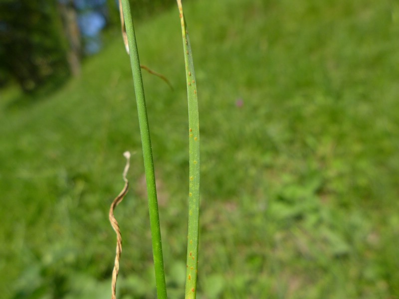 Puccinia allii_Allium carinatum_JKruse (1)