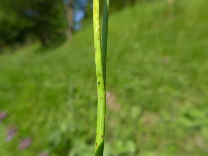 Puccinia allii_Allium carinatum_JKruse (2)