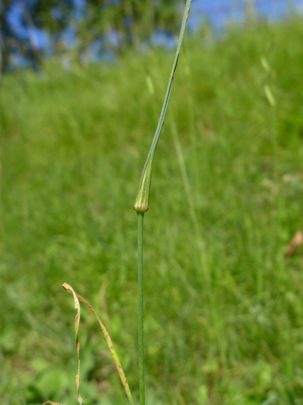 Puccinia allii_Allium carinatum_JKruse