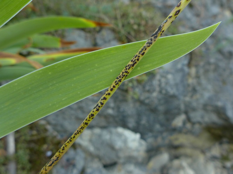 Puccinia allii_Allium sphaerocephalon_JKruse (1)