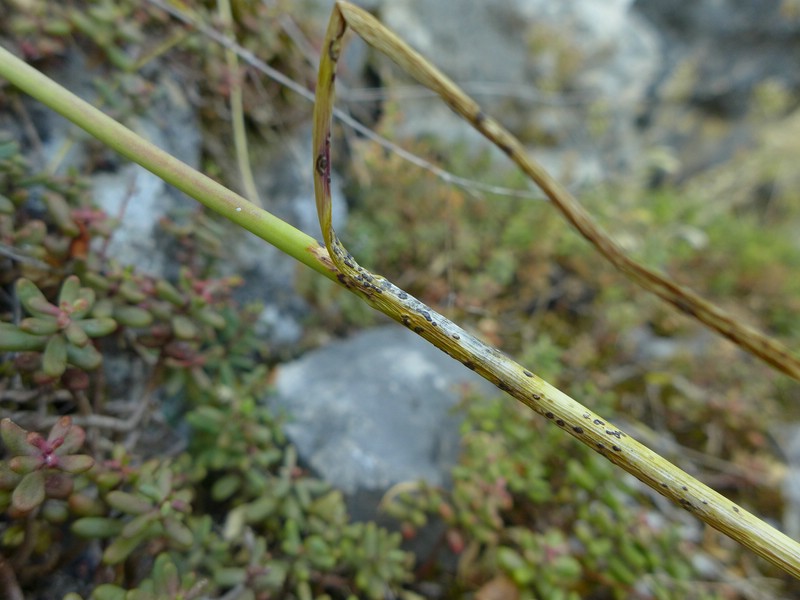 Puccinia allii_Allium sphaerocephalon_JKruse (2)