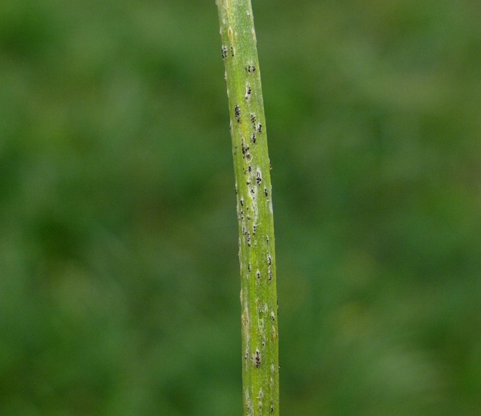 Puccinia allii_Allium suaveolens_JKruse (1)