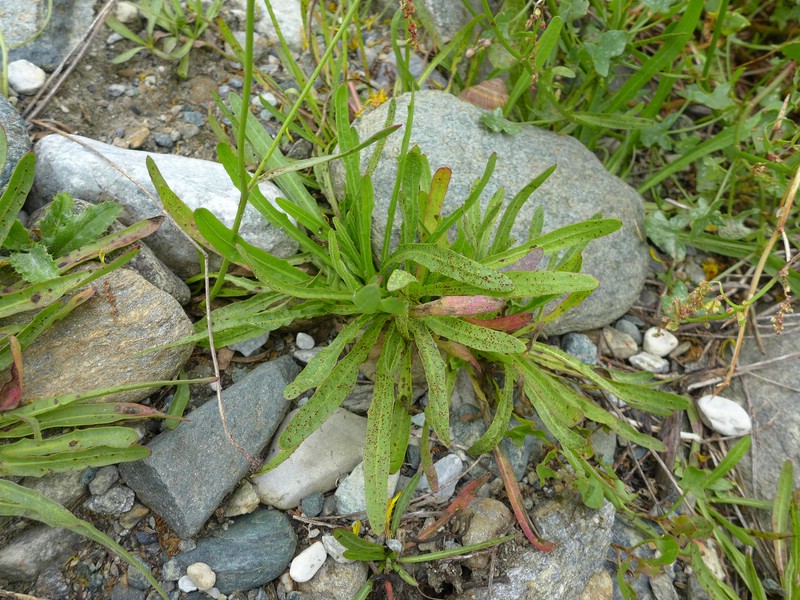 Puccinia chlorocrepidis_Tolpis staticifolia_JKruse (1)