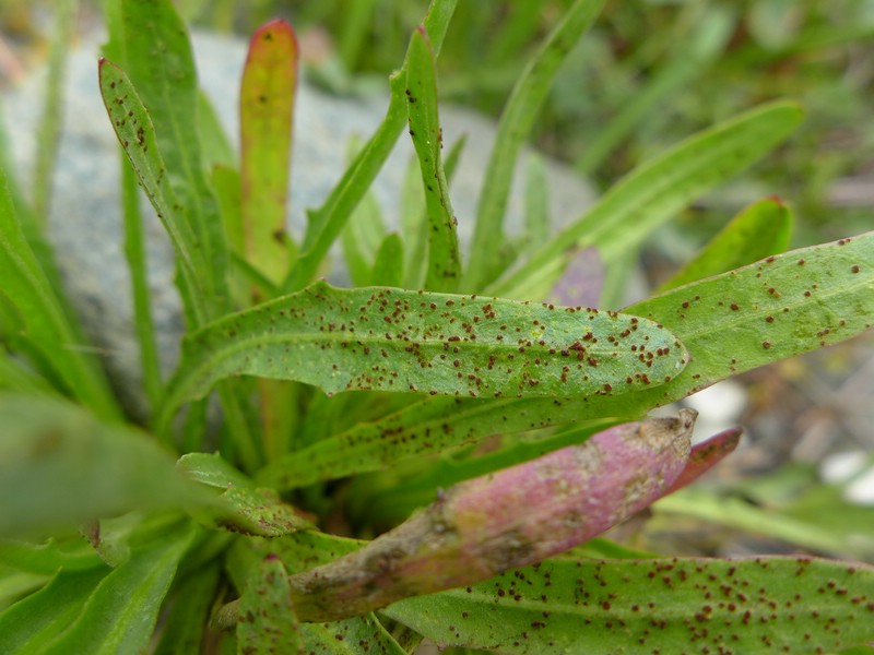 Puccinia chlorocrepidis_Tolpis staticifolia_JKruse (3)
