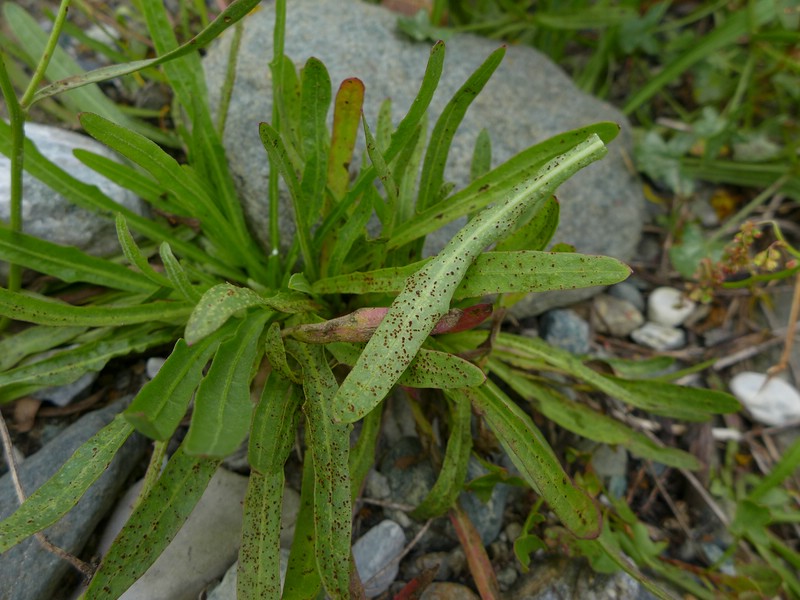 Puccinia chlorocrepidis_Tolpis staticifolia_JKruse (4)