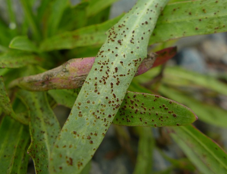 Puccinia chlorocrepidis_Tolpis staticifolia_JKruse (5)