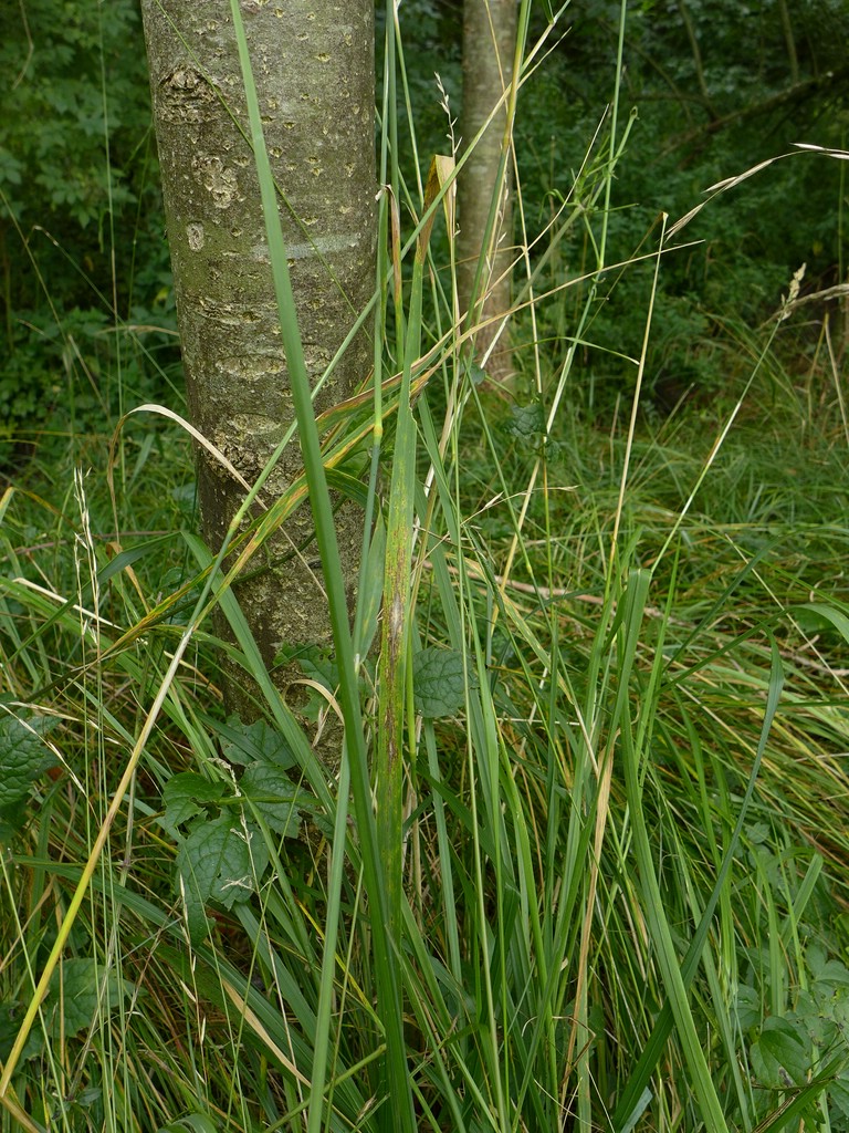 Puccinia coronata_Calamagrostis epigejos_JKruse (1)