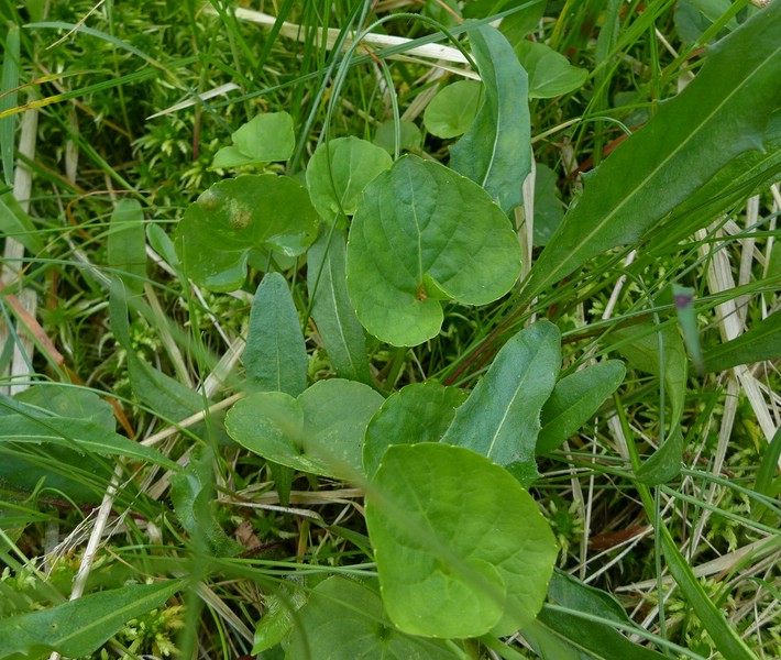 Puccinia fergussonii_Viola palustris_JKruse (1)