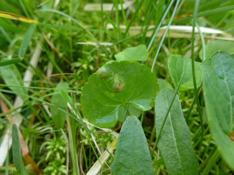 Puccinia fergussonii_Viola palustris_JKruse (2)