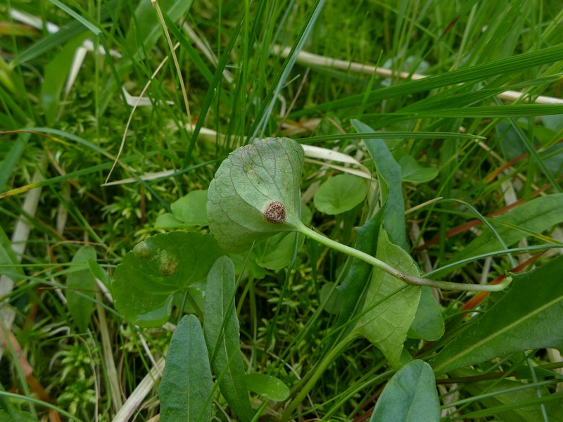 Puccinia fergussonii_Viola palustris_JKruse (3)