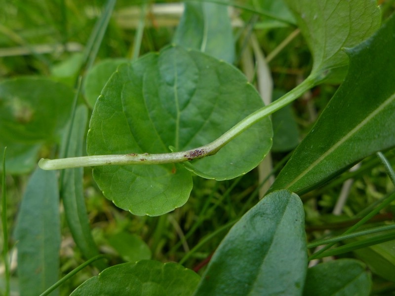 Puccinia fergussonii_Viola palustris_JKruse (4)