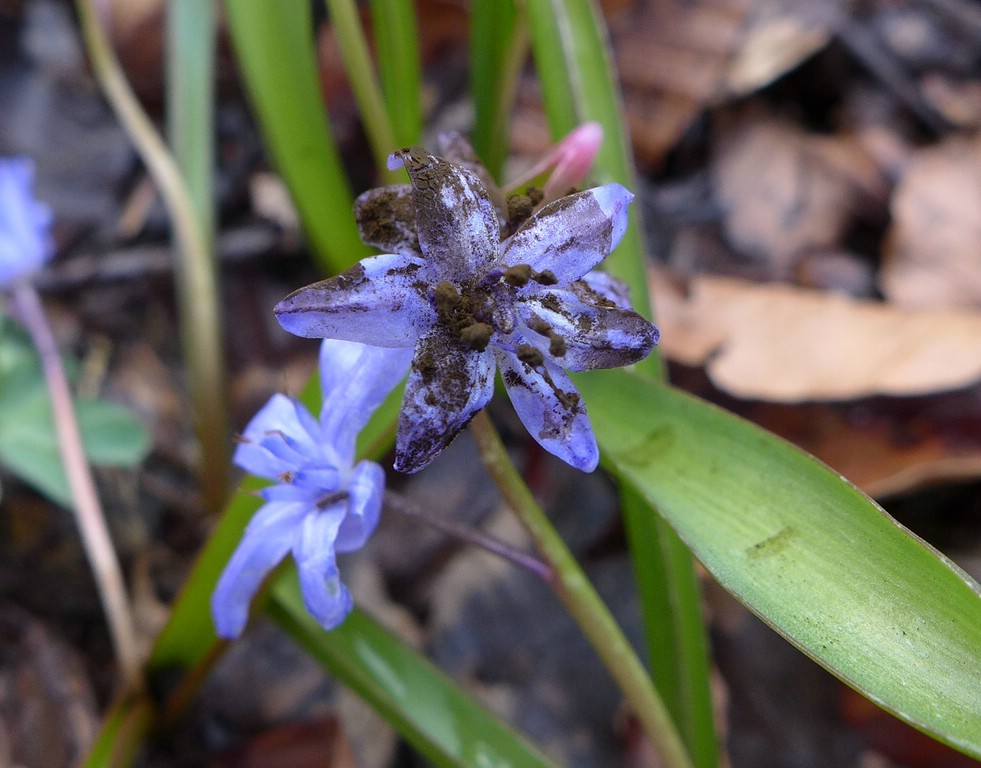 Antherospora scillae_Scilla bifolia_JKruse (2)