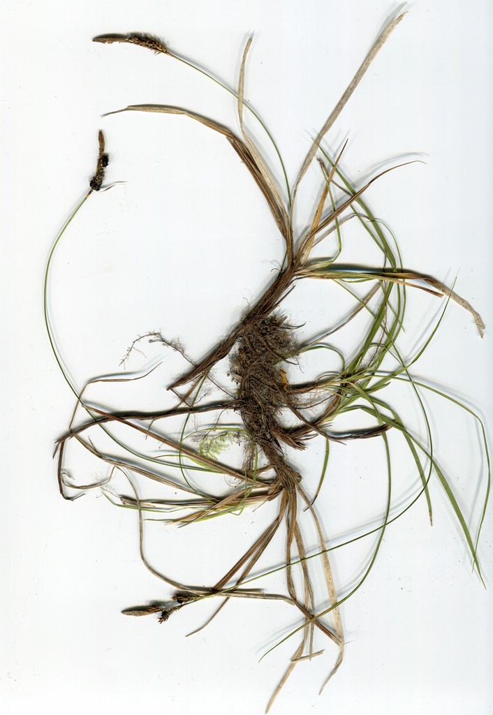 Anthracoidea caryophylleae_Carex caryphyllea_JKruse (1)