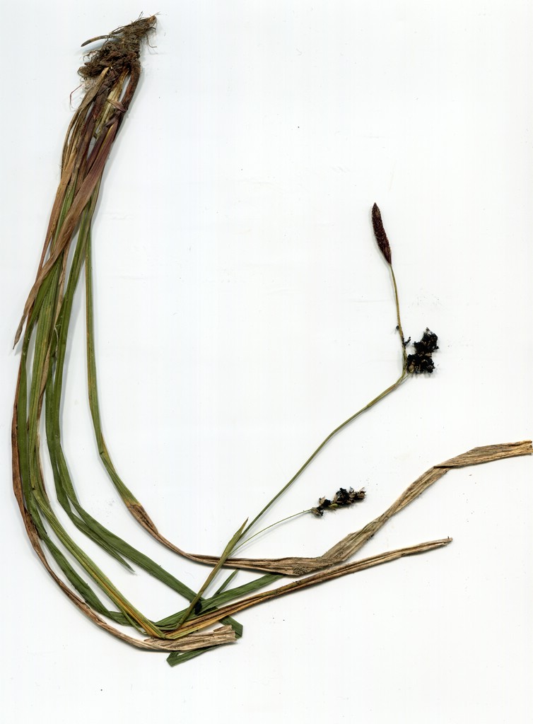 Anthracoidea pilosae_Carex pilosa_JKruse (1)