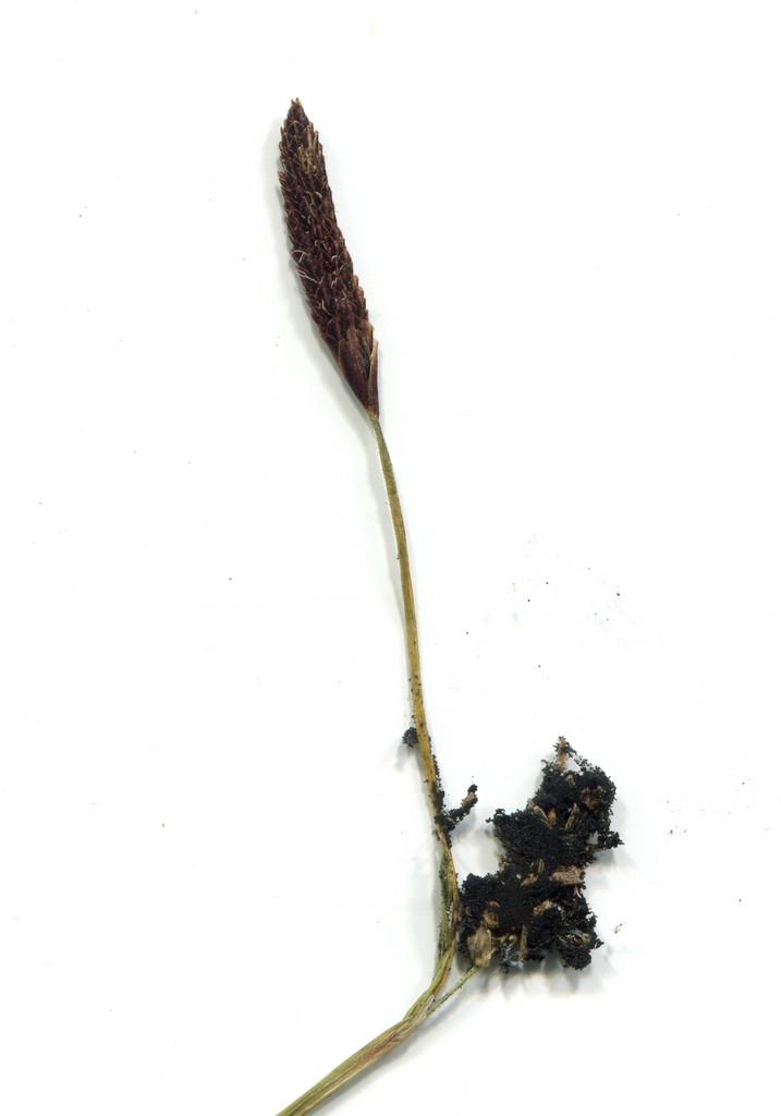 Anthracoidea pilosae_Carex pilosa_JKruse (2)