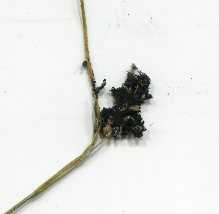 Anthracoidea pilosae_Carex pilosa_JKruse (3)