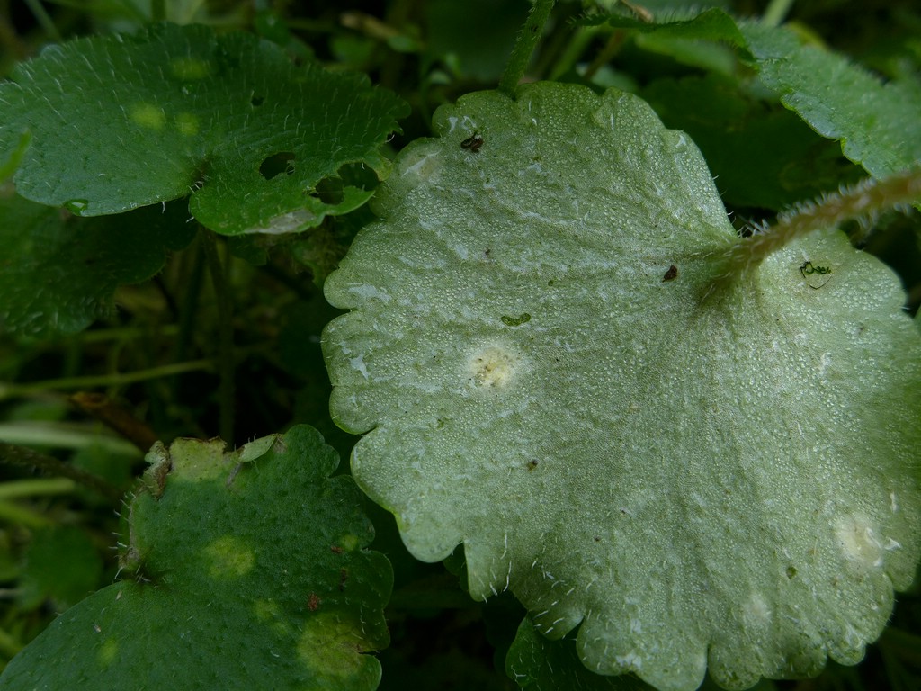 Entyloma chrysosplenii_Chrysosplenium alternifolium_JKruse (2)