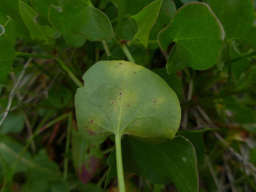 Puccinia pedunculata_Rumex scutatus_JKruse (2)